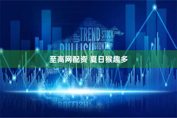 至高网配资 夏日猴趣多